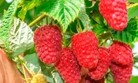 Представление о сорте