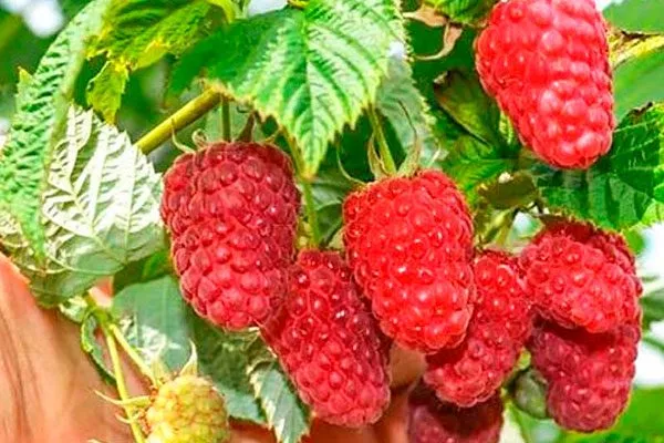 Представление о сорте