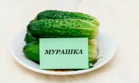 Сбор и хранение урожая