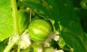 плоды на кусте Смайлик