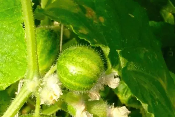 плоды на кусте Смайлик