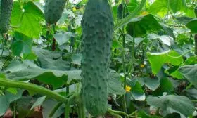 Внешние показатели растения