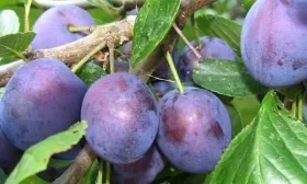 плоды сливы Гармония
