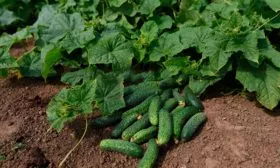 Созревание и урожайность