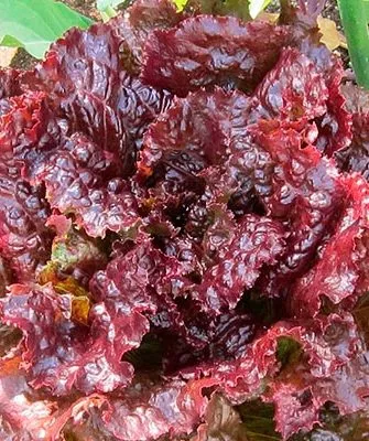 Агротехнические тонкости