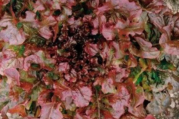 Представление о сорте