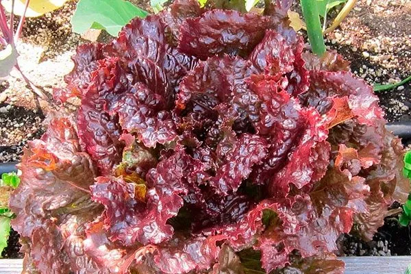 Агротехнические тонкости