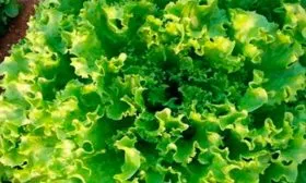 Агротехника выращивания и ухода