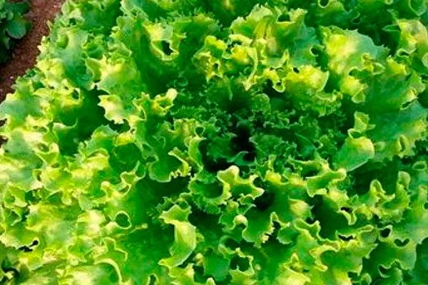 Агротехника выращивания и ухода