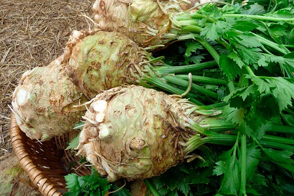 сельдерей Альбин