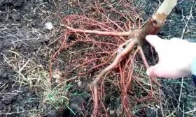 Алгоритм посадки