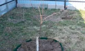 Алгоритм высадки сливы Фиолентовая