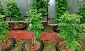 альтернативная система Малина Оранжевое Чудо