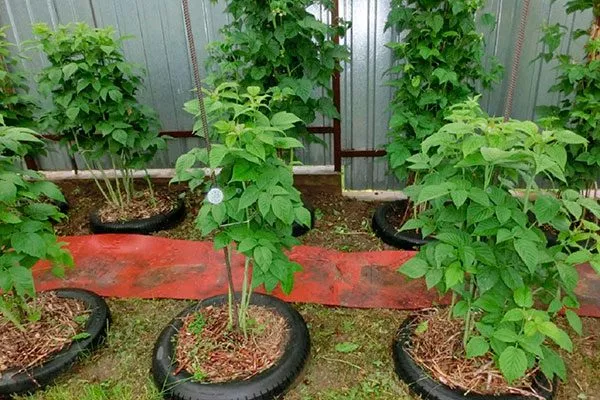 альтернативная система Малина Оранжевое Чудо