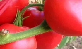 Анна русская, аналог Фатимы