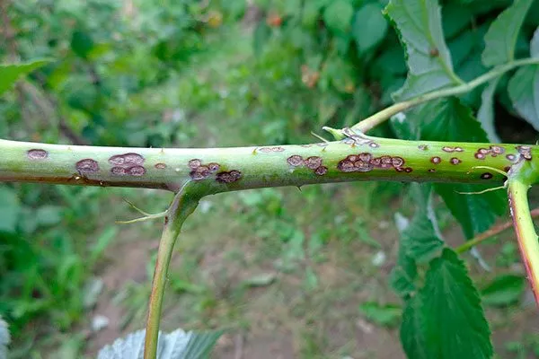 Антракноз Малина Маросейка