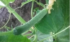 Апрельский