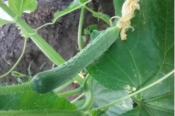 Апрельский