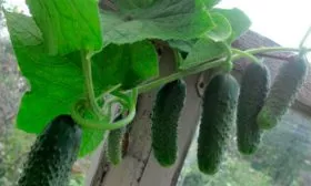 Внешние и вкусовые характеристики, предназначение