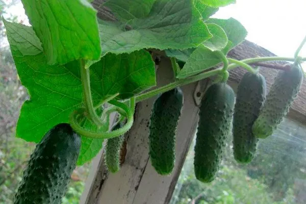 Внешние и вкусовые характеристики, предназначение