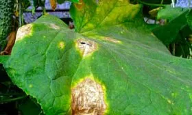 Аскохитоз огурцы сорта Генеральский