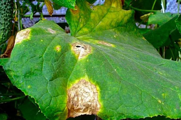 Аскохитоз огурцы сорта Генеральский