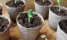 рассада Берендея