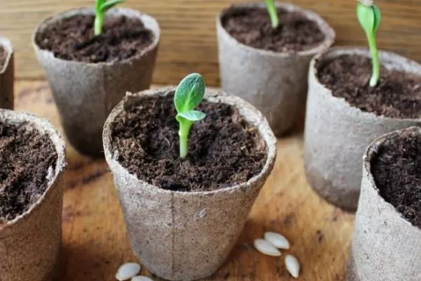 рассада Берендея