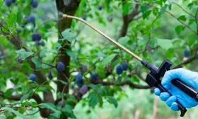 Опрыскивание