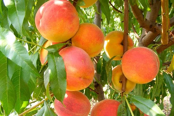 Плоды персика Бархатный