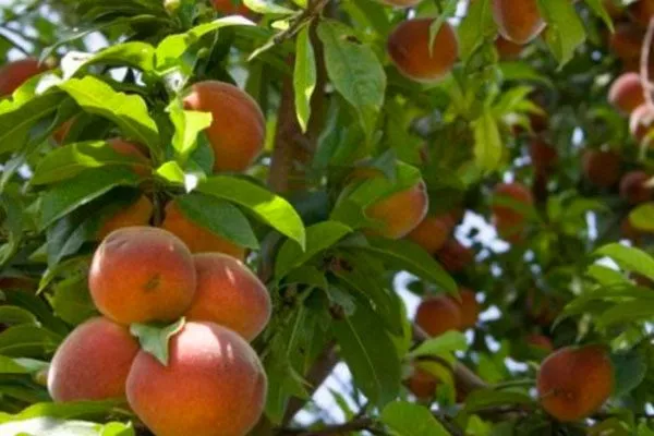 Урожай персиков