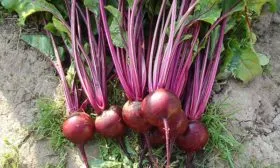 Урожай свеклы барон