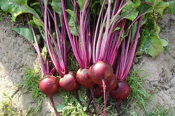 Урожай свеклы барон