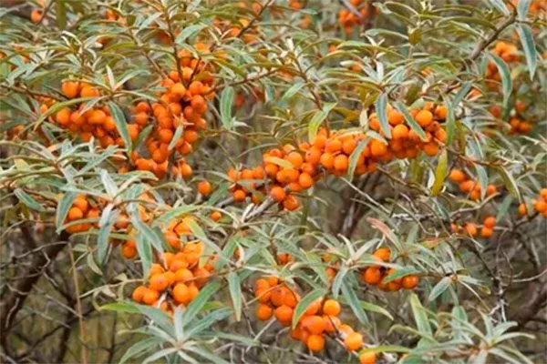 Байкальский рубин