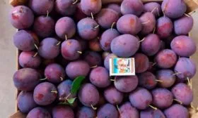 Уборка урожая