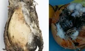 Белая гниль на луке сорта Чиполлино