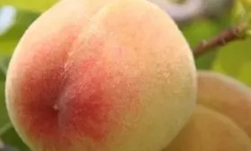 Плод Белгородский