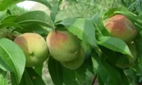 Созревание Белгородского