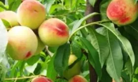 Персик Белгородский