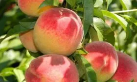 персик сорта Белгородский