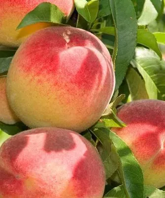 персик сорта Белгородский