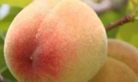 плод персика сорта Белгородский