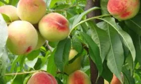 урожай персика сорта Белгородский