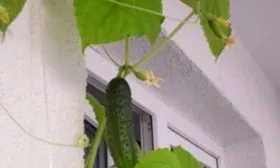 куст Берендея