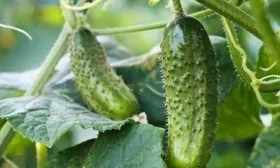 огурец сорта берендей