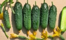 плоды сорта Берендей