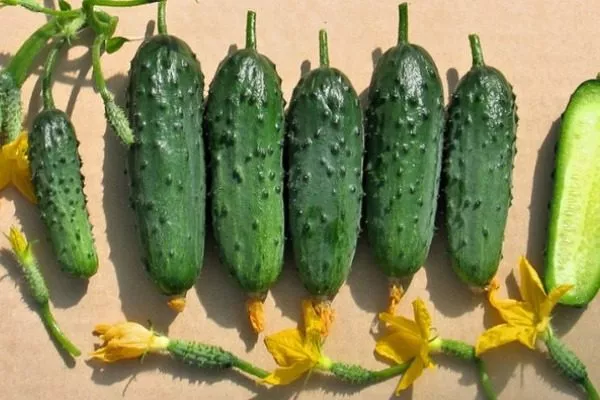 плоды сорта Берендей