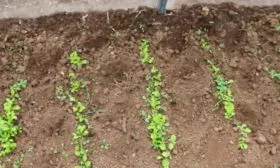 Безрассадный