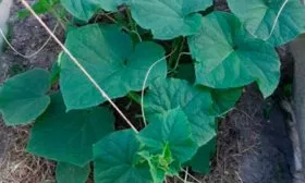 Безрассадный способ