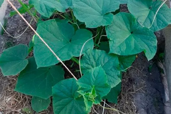 Безрассадный способ